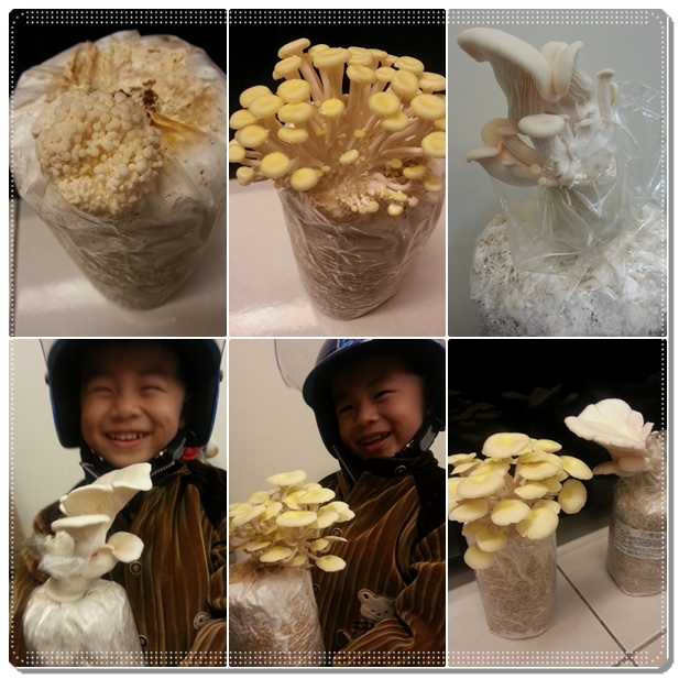 【生活】我家也流行種菇菇♥：珊瑚菇、秀珍菇、白雪菇、玫瑰菇 @米寶麻幸福滿載